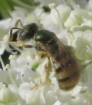 Microimenottero: Nomioides sp. (Apidae Halictinae)